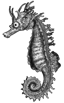 seahorse